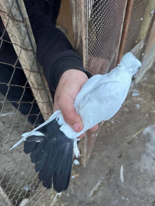 Чернахос кептерлер сатылады