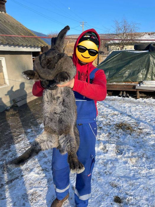 Iepuri uriaș german