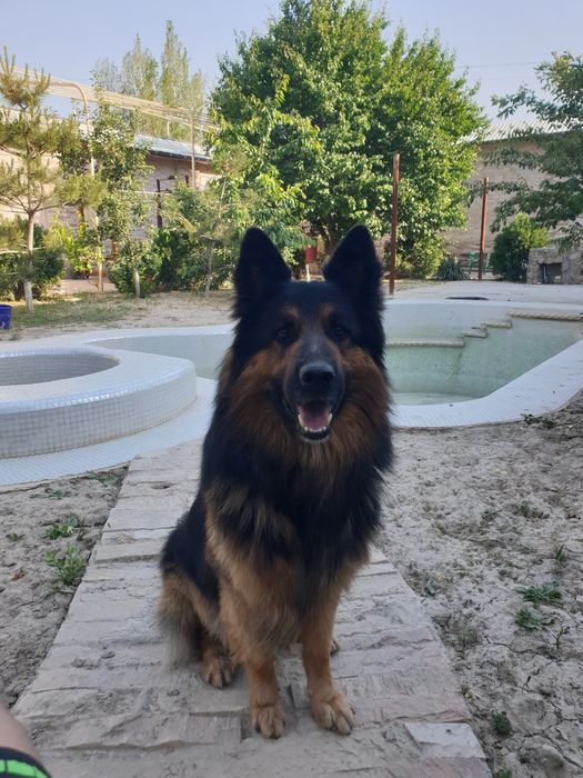 Немецкая овчарка вязка