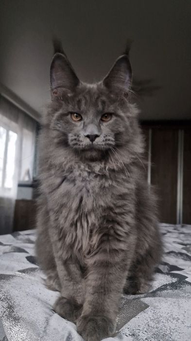 Мейн-куны котята.