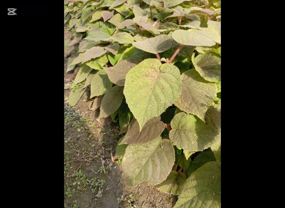 Киви кучатлари  самарканд