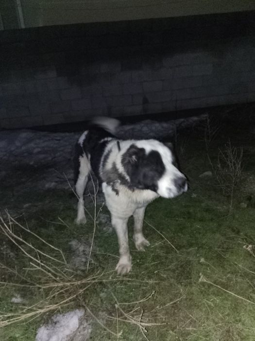 Алабай 2,5 жасар