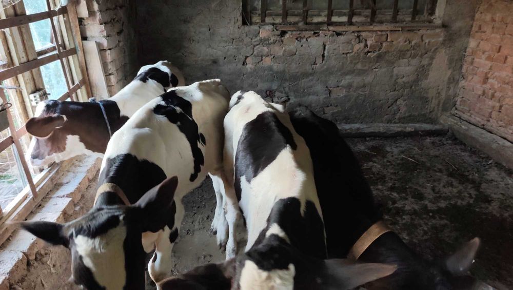 Продавам крави, телета, прасета, заплодени свине майки и опрасена свиня с 10 здрави едноседмични прасенца!