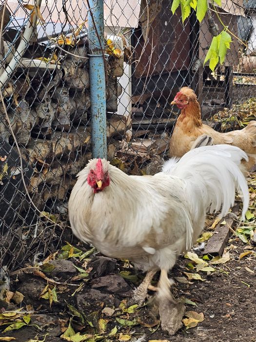 Продам кур и петуха