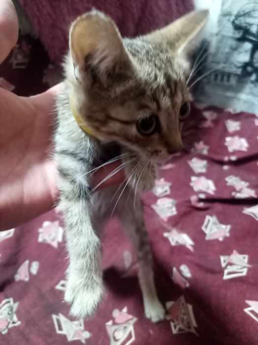 Отдам даром котенка