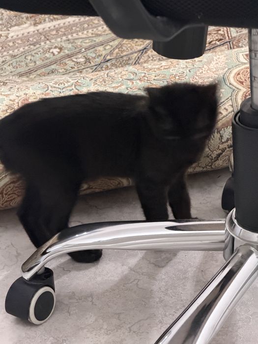 Котенок 2 месяца