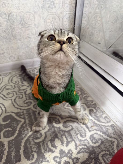 Шотландский фолд, 4 месяца, мальчик — красивый и здоровый