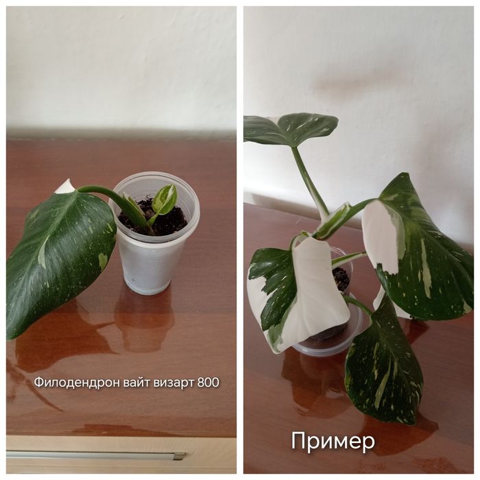 Продам комнатные цветы