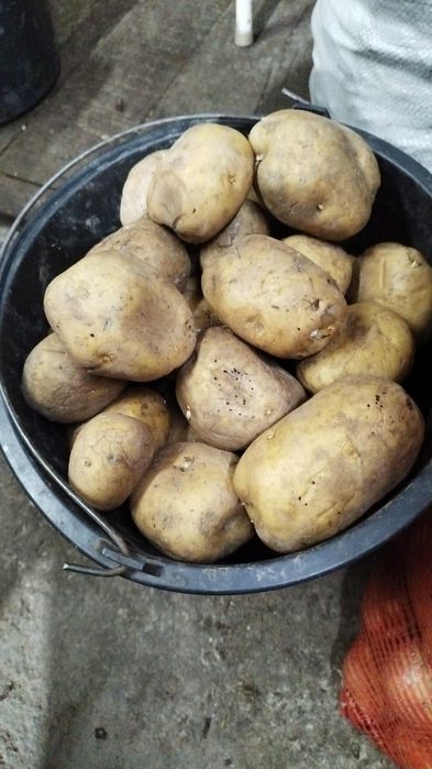Продаю домашний картофель сорт калумба