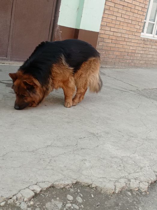 Авчарка 2.5 года