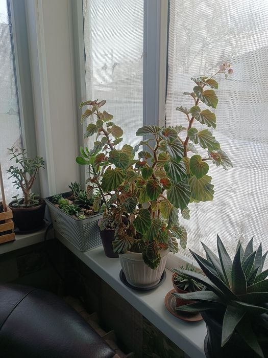 Комнатные растения Бегония