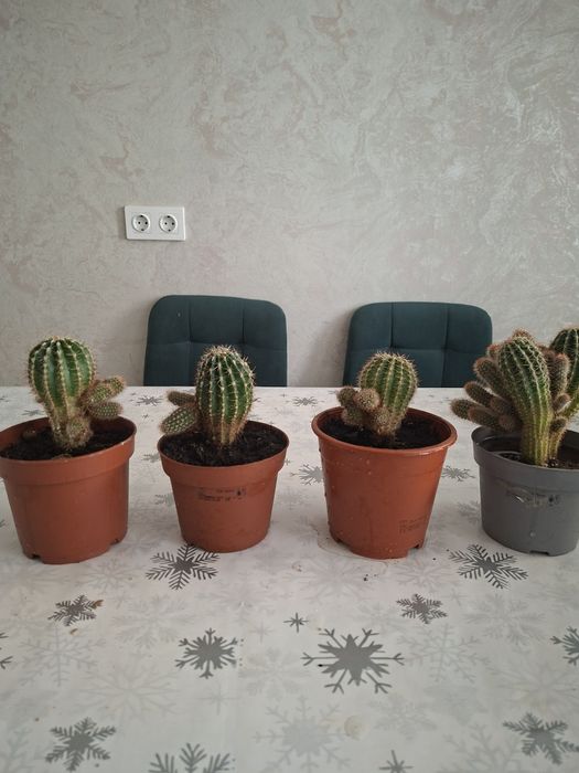 Замиакулькос и кактусы