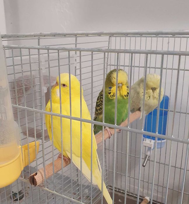 Perusi standard semi-standard si hagoromo pui si adulti