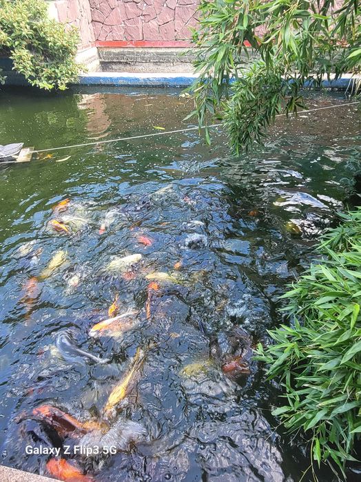 Pești Koi blânzi (mănâncă din palmă) – Diverse varietăți – Iași