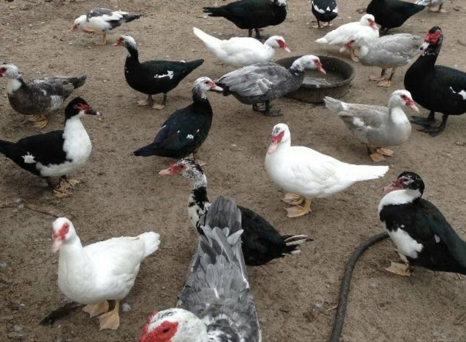 Продаются утки и индоутки