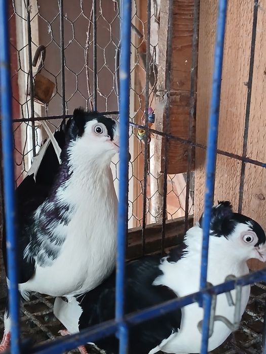 Porumbei gălățeni