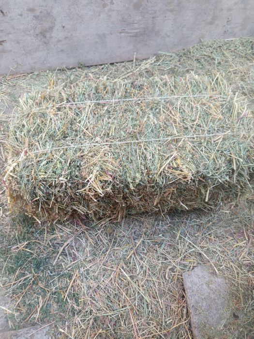 Сены по 1300 тенге.