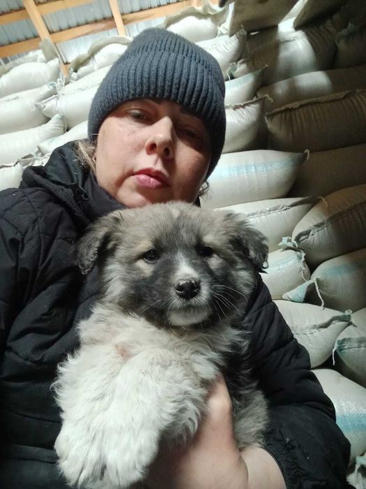 Щенки ищут дом..