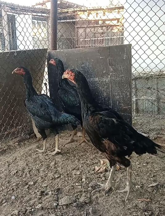 Дәкән тауықтар сатылады