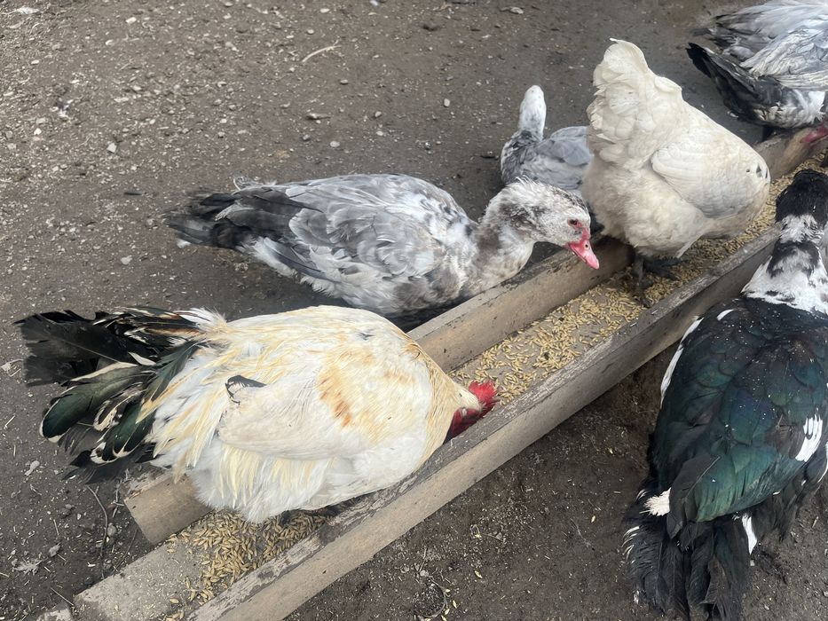 Шипуны самцы продам