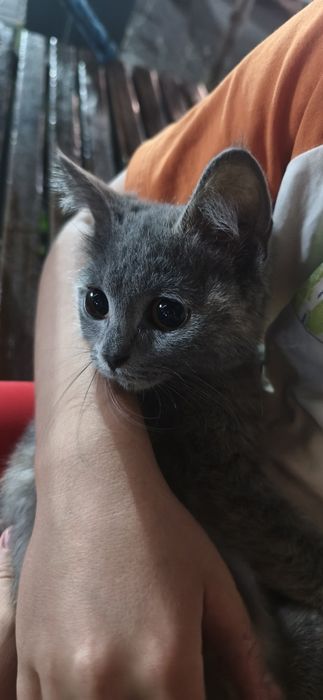Кошечка крастка в добрые руки