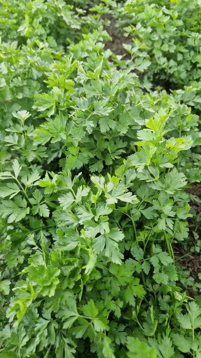 Vând frunja de pătrunjel la legătură