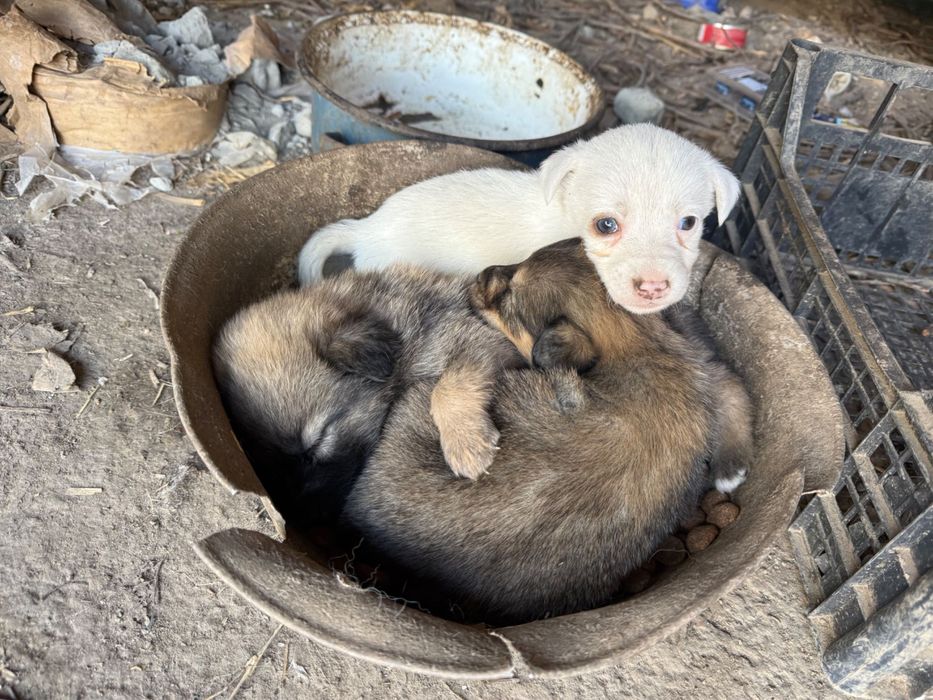 Donez cățeluși de o lună
