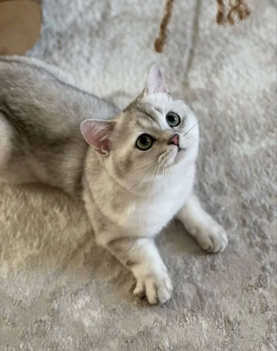 Вязка ! кот приглашает кошек на вязку честая порода