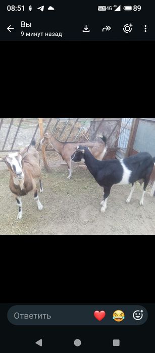 Дойные козы продам