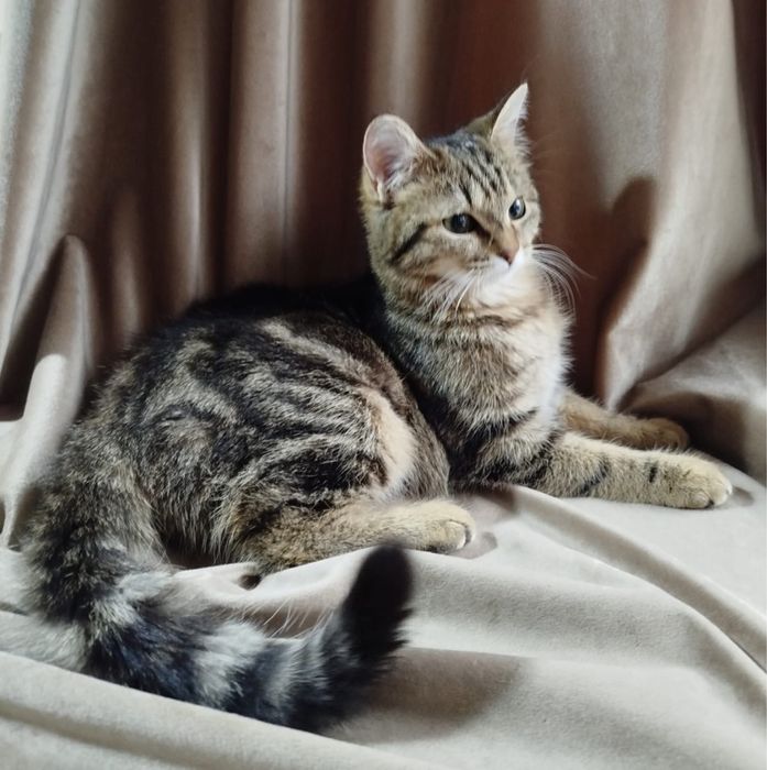 Котенок в любящую семью!