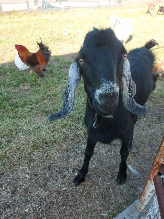 Animale domestice