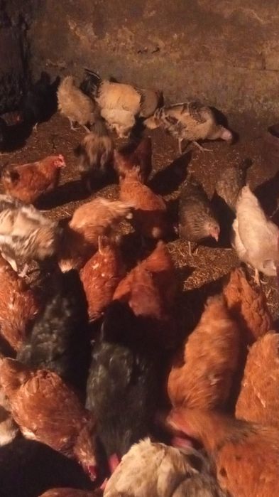 Куицы несушки