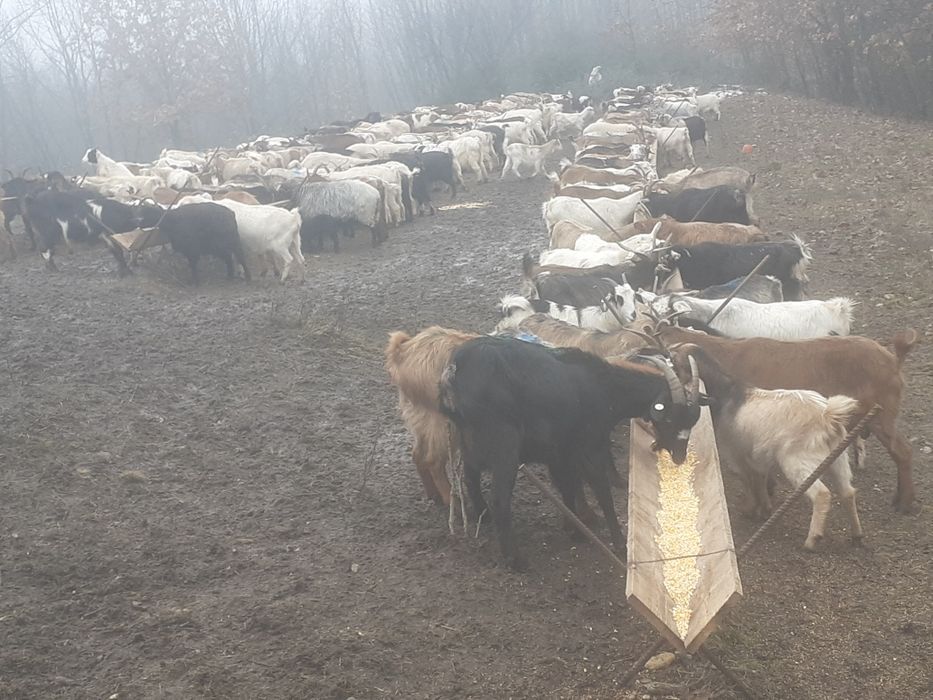 Capre fatate și gestante