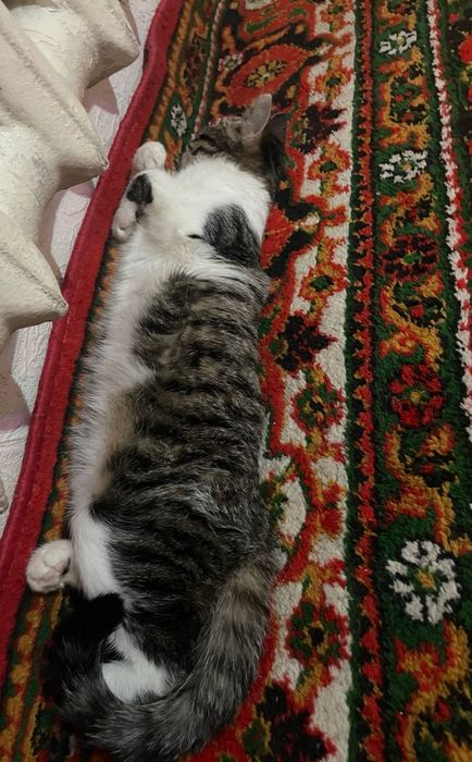 Срочно отдам на добрых руках кошку 
кошке 6,5 месяцев кушает свой сух