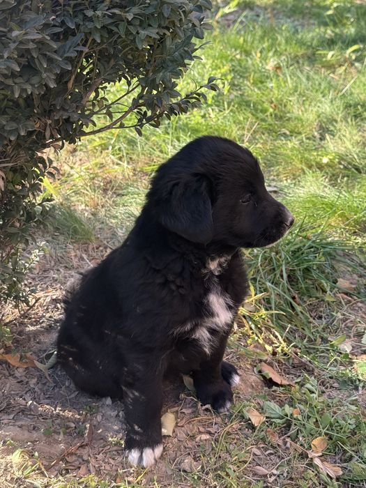 Щенок алабай тобет