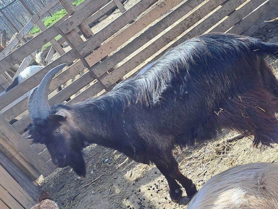 Vand țapi de rasa