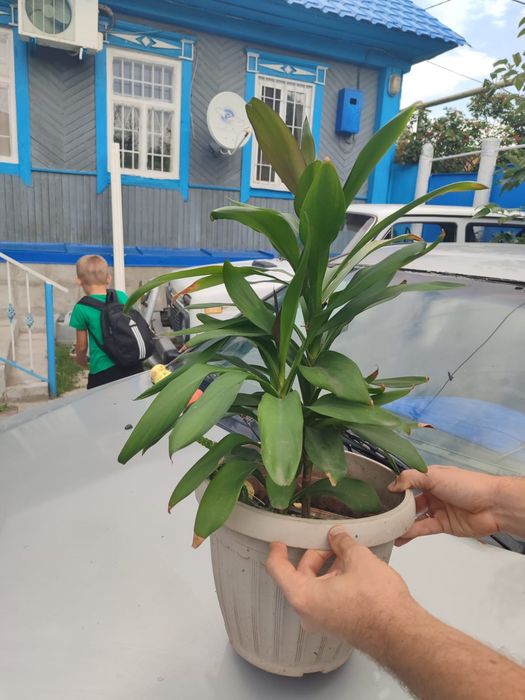 Продам комнатные цветы