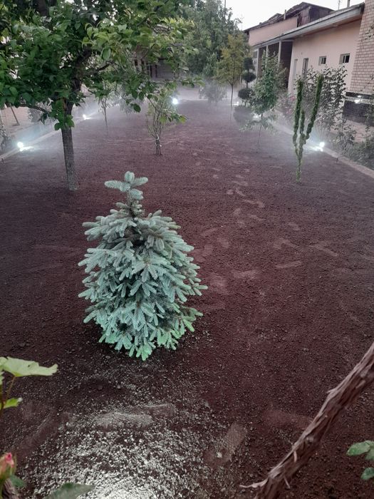 Gazon Газон  ekamiz Daniya urug'idan