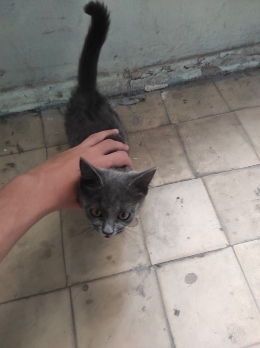 mushuk zotdor kimga kerak bolsa .mushuk sotiladi