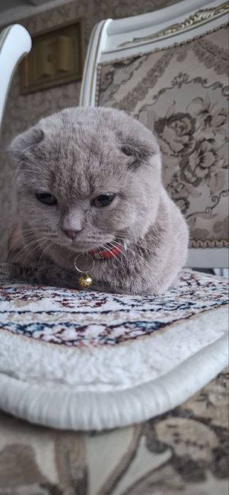 Продается кошка скоттиш фолд