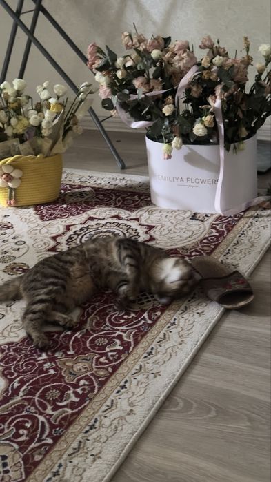 Кошка скоттиш-страйт