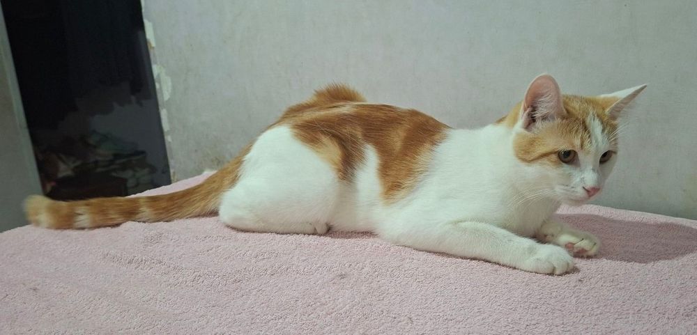 Пристраивается котик кастрированный