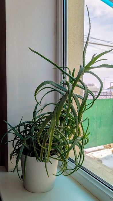 Алоэ лекарственное