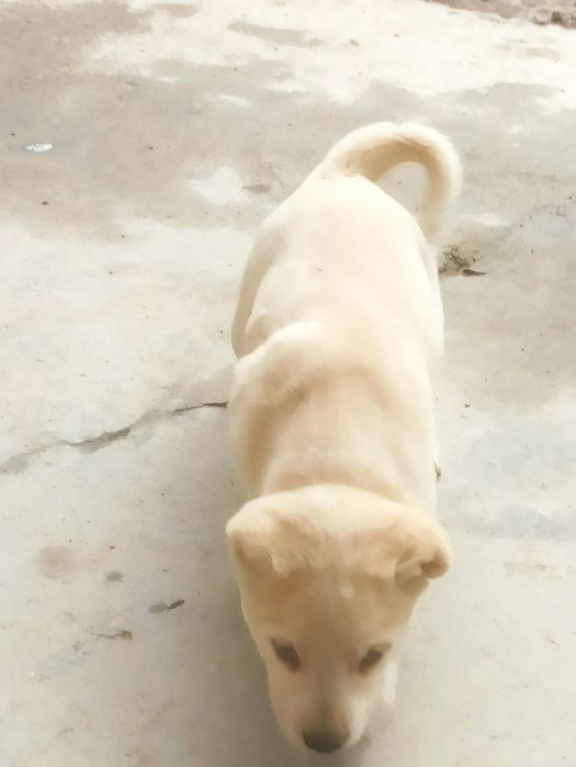 Alabay toza qon 2 ta