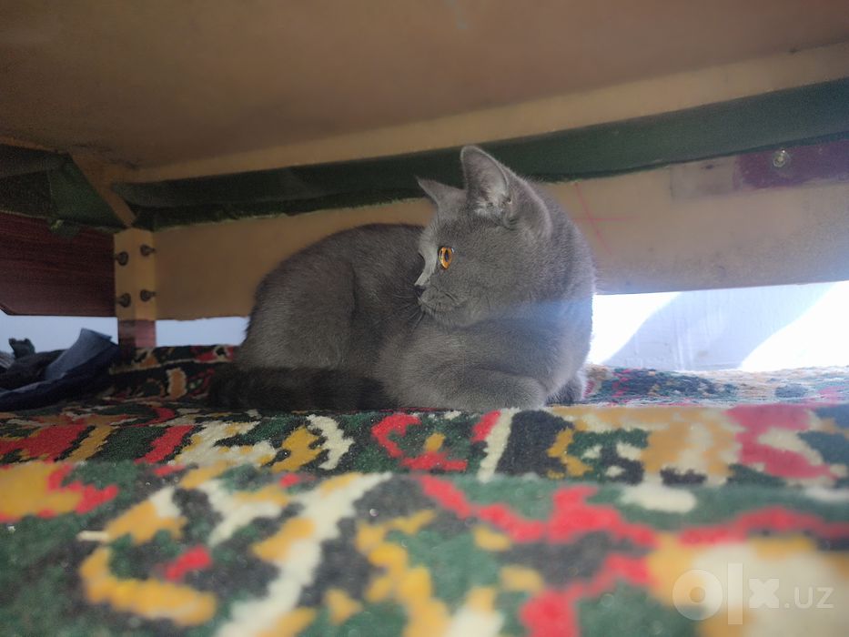 British shorthair zotli mushuk.
