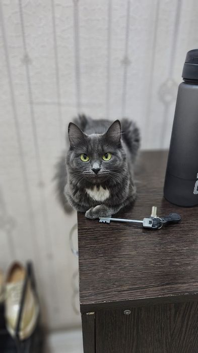 Пародистый котенок