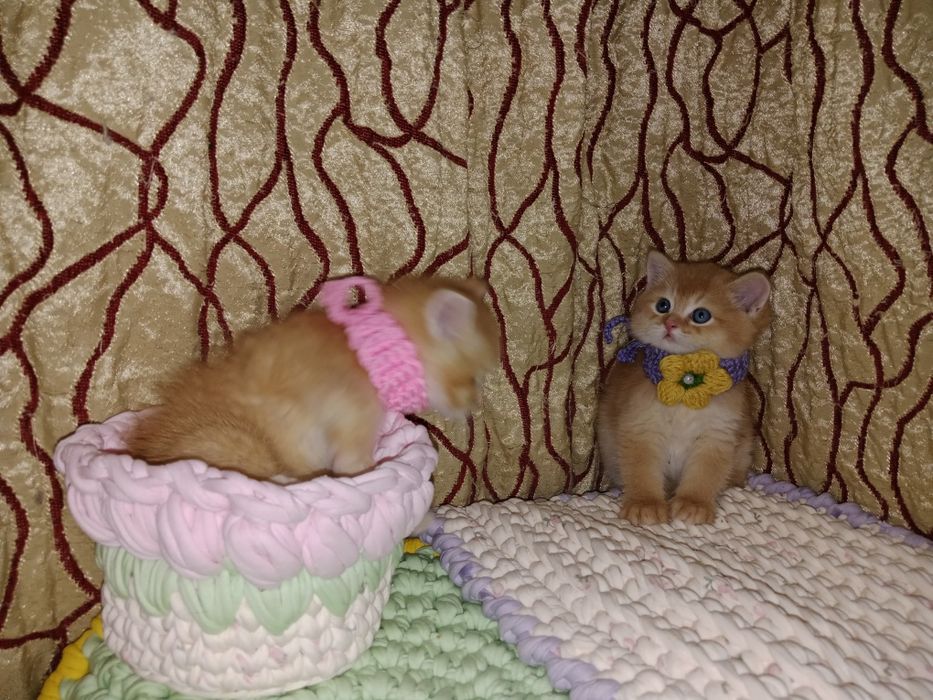 Остался один котёнок - солнышко