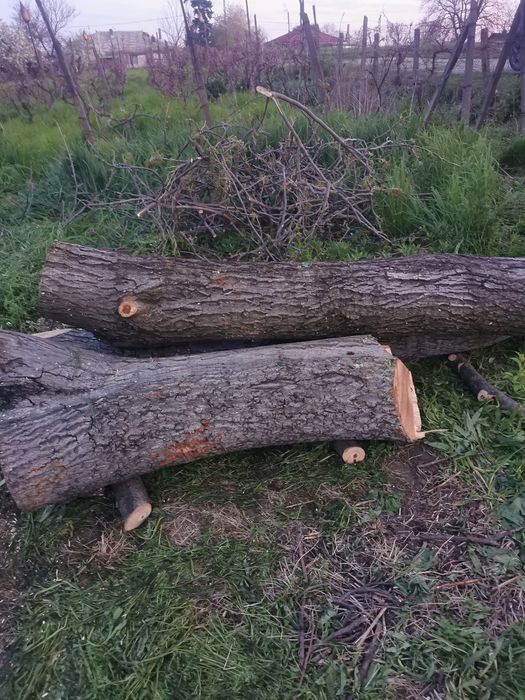 Lemn de nuc proaspăt taiat