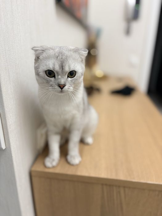 Шотландская вислоухая кошка