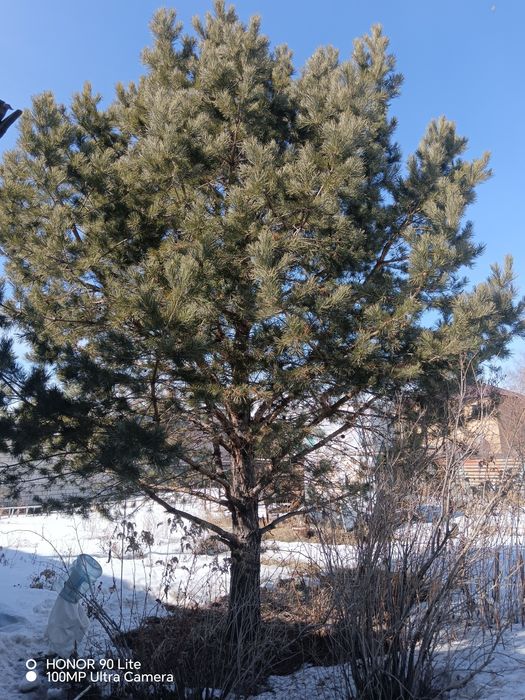 Продам сосну, 18 лет